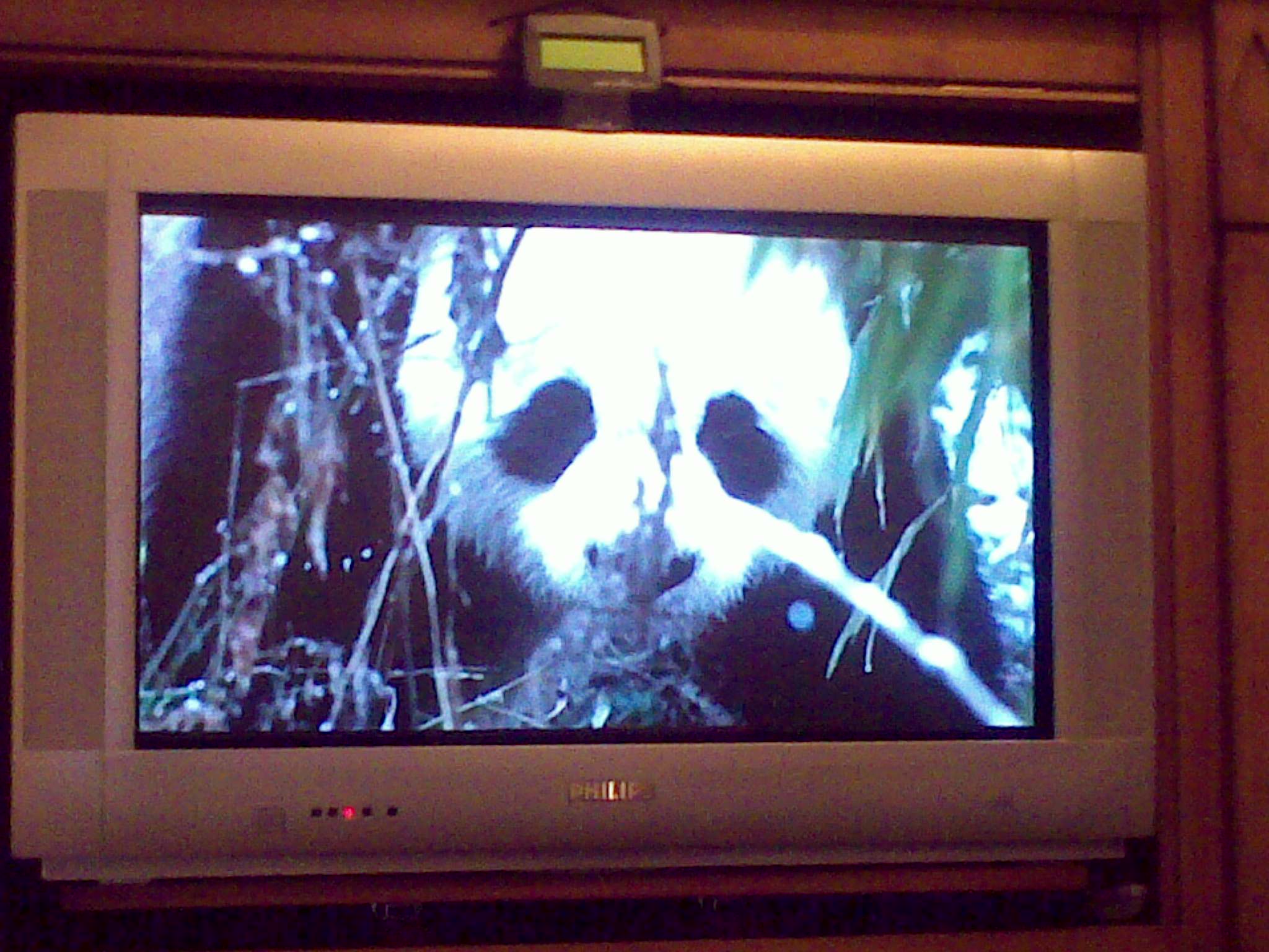 Panda en Earth (capítulo "Mountains") 11012009090.jpg