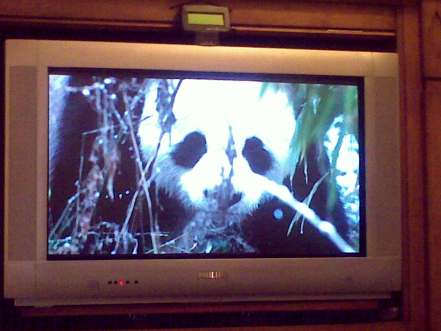 Panda en Earth (capítulo "Mountains") 11012009090.jpg